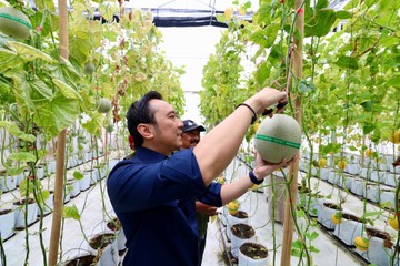 Seorang pria memegang buah melon di rumah kaca kebun melon