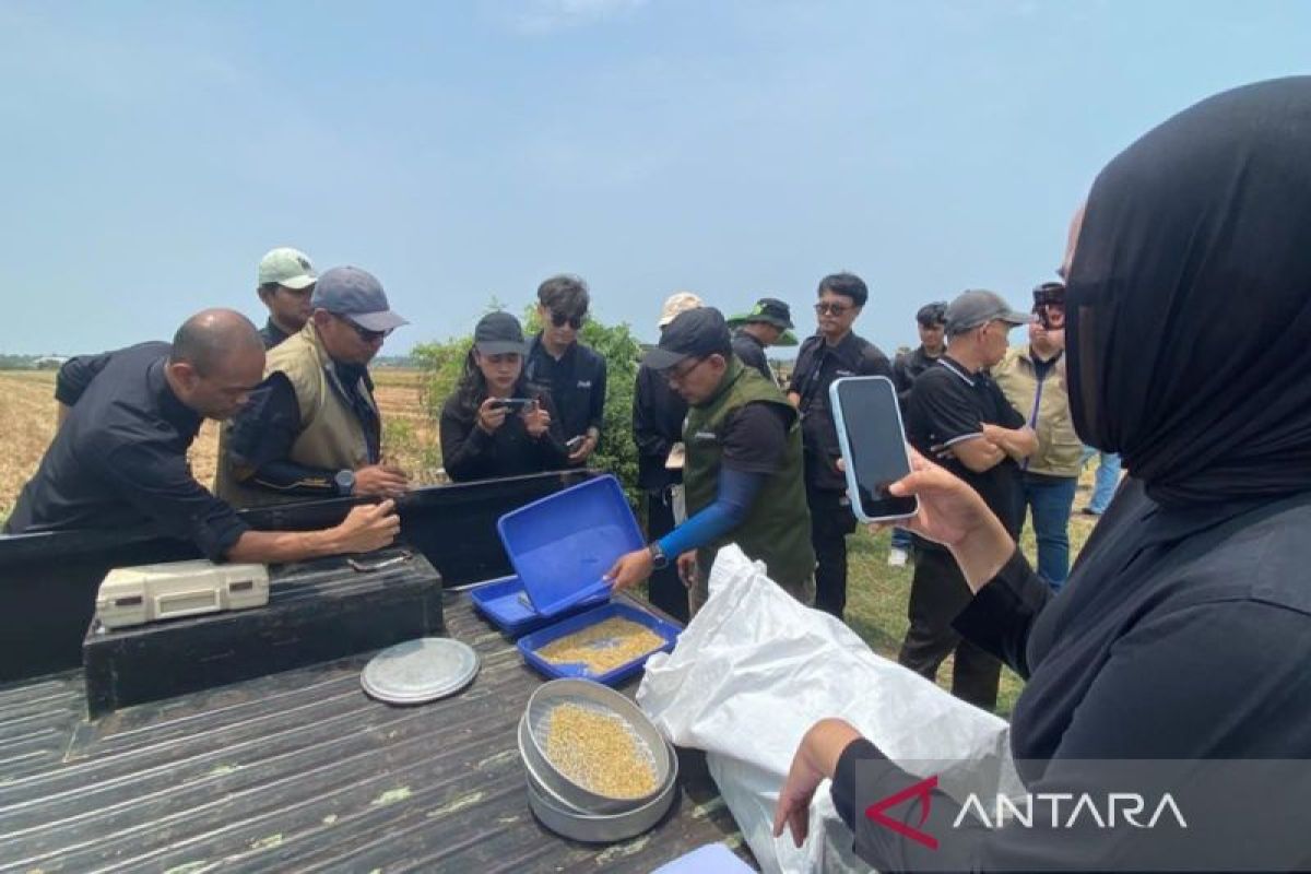 Petugas menguji kualitas sampel gabah dengan teknologi digital di lapangan Kendal