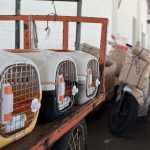 Petugas menangani pengiriman hewan peliharaan melalui layanan KALOG Express