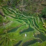 Hamparan sawah terasering hijau di Bali, gambaran suasana desa wisata Indonesia
