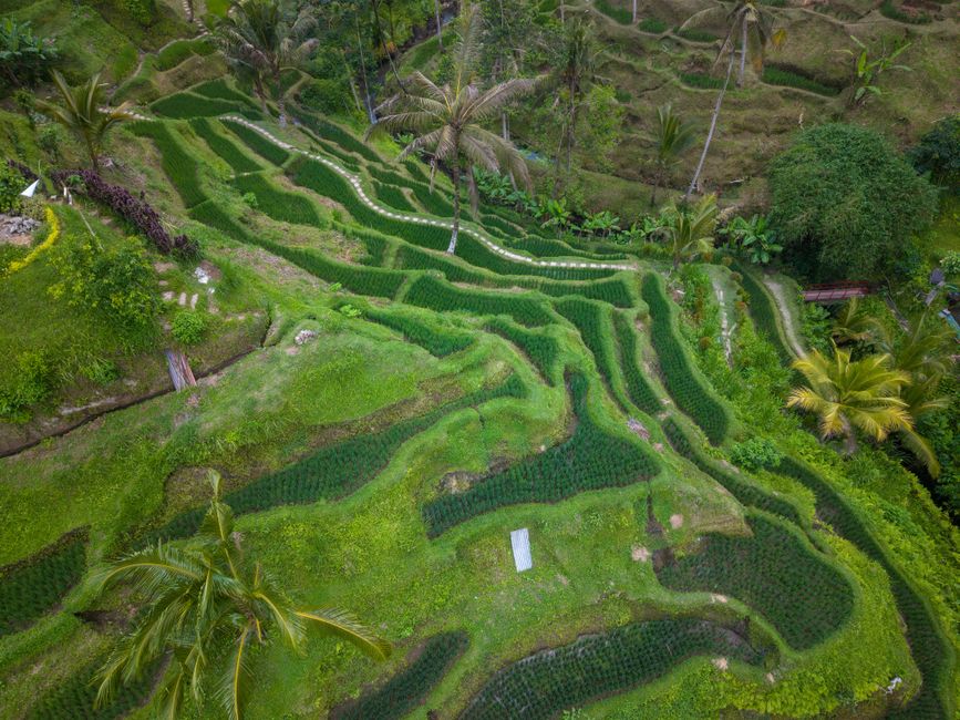 Hamparan sawah terasering hijau di Bali, gambaran suasana desa wisata Indonesia