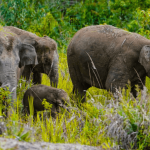 Anak gajah Sumatera di lanskap hutan Bukit Tigapuluh