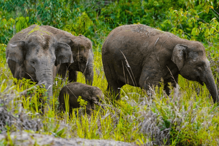 Anak gajah Sumatera di lanskap hutan Bukit Tigapuluh