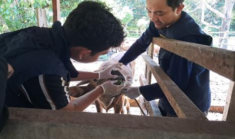 Tim Unair memeriksa sapi peternak melalui Posyandu Ternak Keliling di Prafi