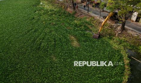 Cegah Banjir, Kanal Makassar Dibersihkan dari Eceng Gondok