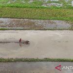 Foto udara petak sawah tergenang air dengan seorang petani mengoperasikan traktor tangan di lahan berlumpur