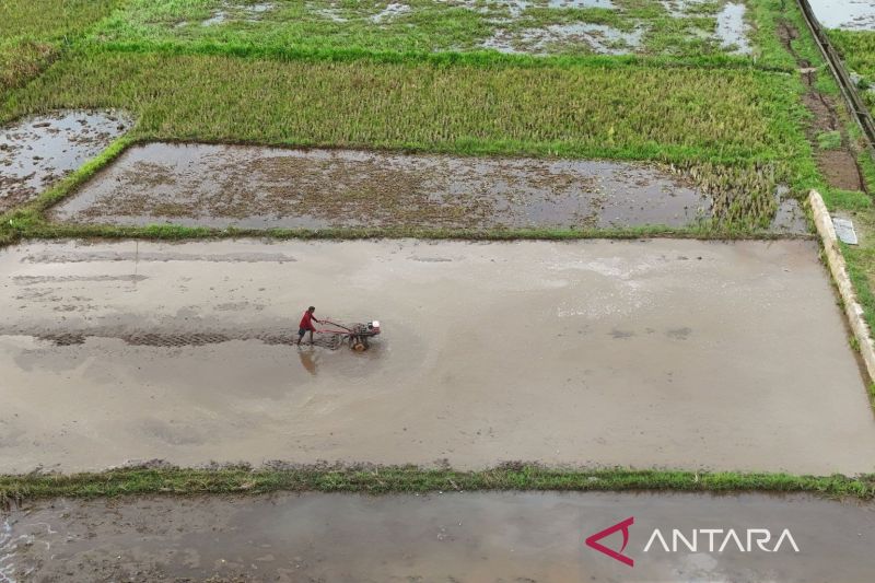 Foto udara petak sawah tergenang air dengan seorang petani mengoperasikan traktor tangan di lahan berlumpur
