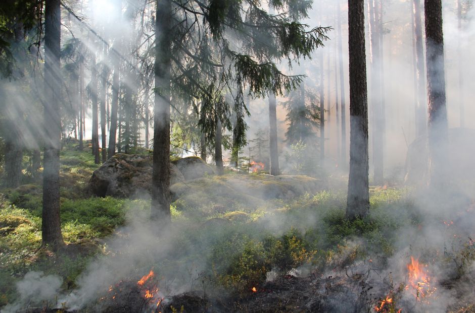 Api kecil dan asap mengepul di lantai hutan yang terbakar