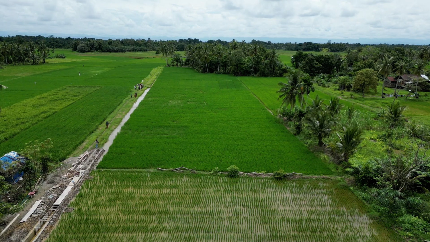 7.353 Hektare Sawah di Aceh Utara Kembali Produktif Pascabencana