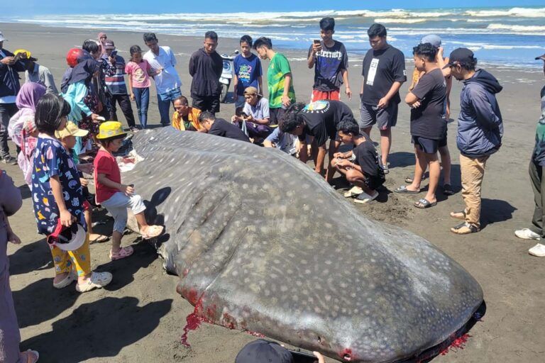 Delapan Hiu Paus Mati dalam Enam Bulan di Selatan Jawa, Peneliti Telusuri Penyebabnya