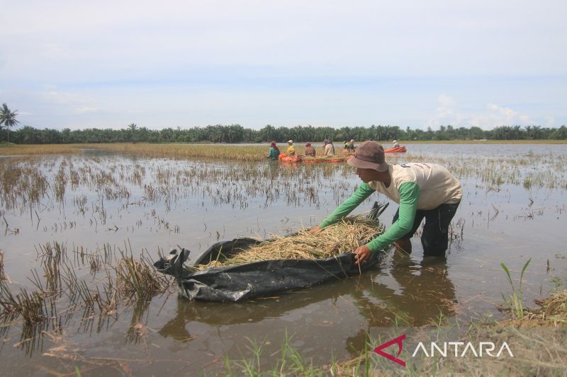 Sawah Terendam Sepekan, Petani Aceh Tamiang Panen Manual dengan Perahu Terpal