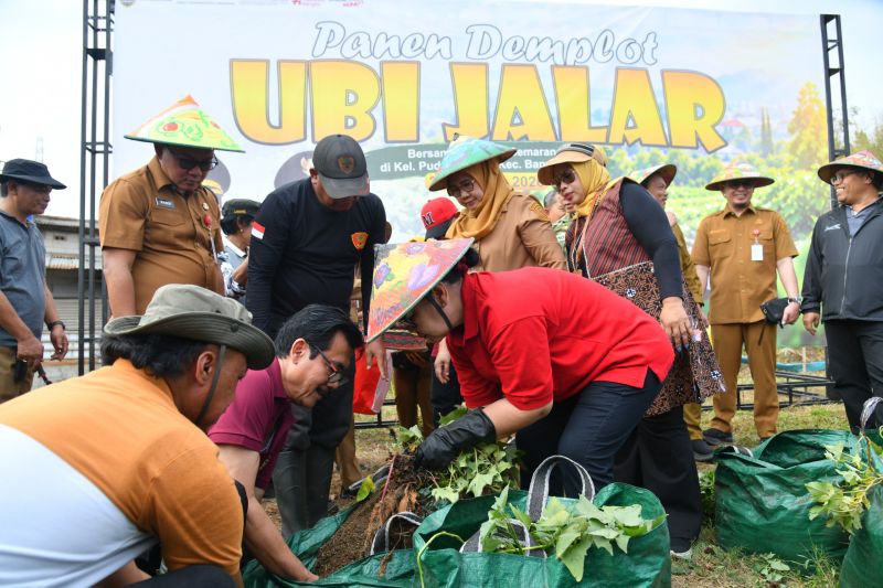 Pemkot Semarang Dorong Urban Farming di Lahan Terbatas, 199 Kelompok Sudah Terbentuk