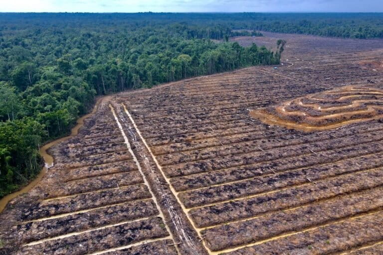 Dua Tahun Prabowo, Pegiat Lingkungan Soroti Nasib Hutan dan Masyarakat