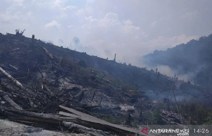 Pelaku Pembakaran Hutan di Lore Lindu Ditangkap, 60 Hektare di Palolo Hangus
