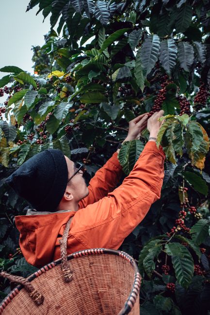 Dinas Pertanian Solok Kembangkan Kopi hingga 2.000 Hektare, Bidik Pasar Ekspor