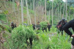 Petugas di kawasan ladang hijau di perbukitan Aceh Utara