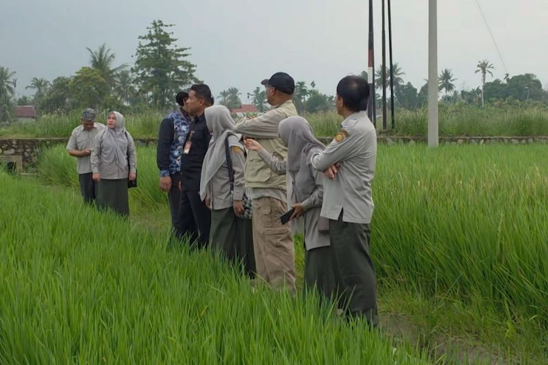 Kementan Tangani 57.000 Hektare Sawah Terdampak Bencana di Aceh