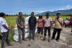 Bulog Kembali Serap Gabah Petani Abdya Sesuai Harga HPP