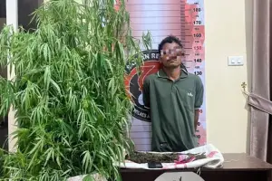 Polisi Ungkap Penanaman Ganja di Ketambe, Aceh Tenggara