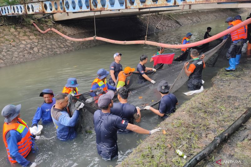 Jakarta Barat Tangkap 3.604 Ikan Sapu-Sapu Sepanjang 2026 demi Jaga Ekosistem Sungai