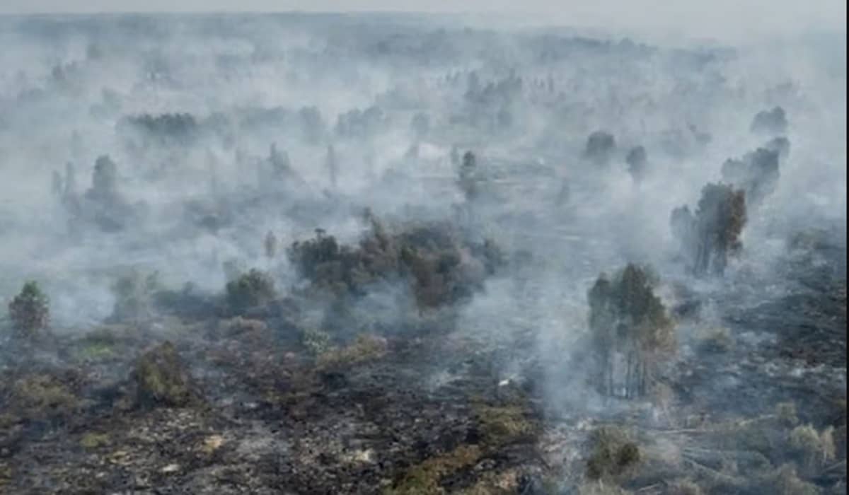 Foto udara kebakaran hutan dan lahan dengan kabut asap tebal membumbung di atas kanopi hutan