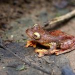 Katak pohon Harlequin di atas dedaunan hutan Sumatera