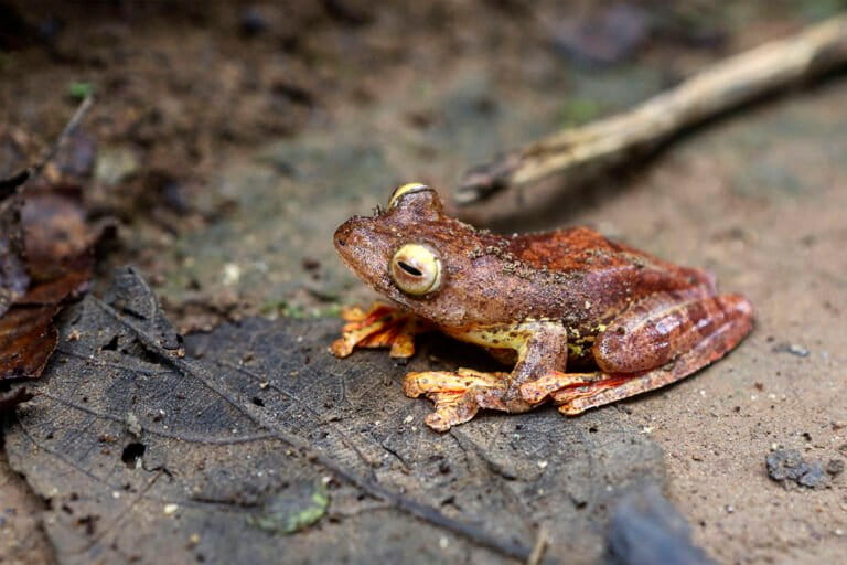 Katak pohon Harlequin di atas dedaunan hutan Sumatera