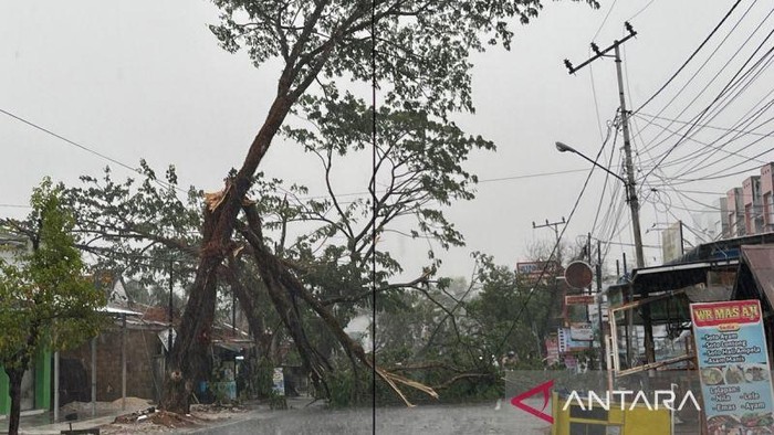 Pohon tumbang menutupi Jalan Karang Anyar Banjarbaru