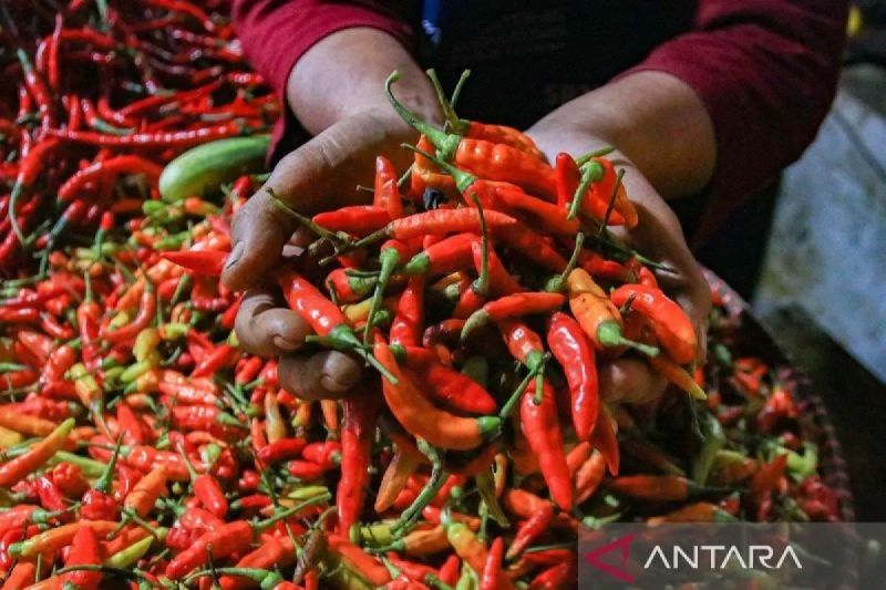 Harga Cabai Rawit Merah Rp111.600 per Kg, Telur Ayam Rp29.350 per Kg