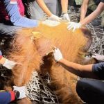 Orang utan Yondu saat dievakuasi petugas dari bekas lahan terbakar di Kalimantan Tengah
