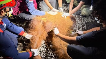 Orang utan Yondu saat dievakuasi petugas dari bekas lahan terbakar di Kalimantan Tengah