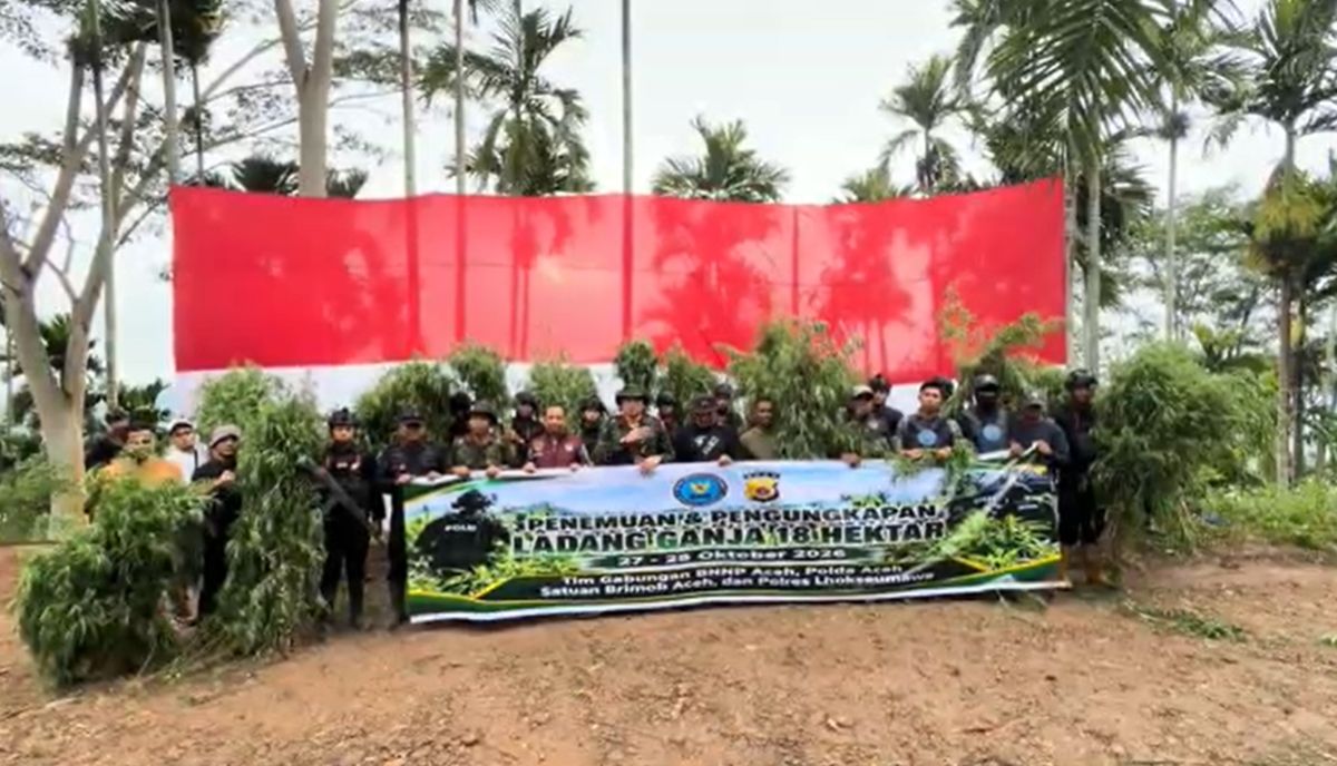 Aparat gabungan membongkar ladang ganja di Aceh Utara