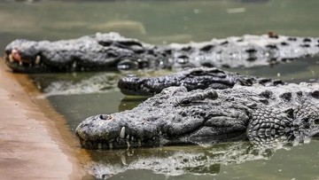 Diterkam Buaya Saat Menjala di Muara, Warga Pandeglang Luka Parah di Kaki