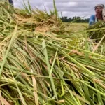 Pria di Banda Aceh Ditusuk hingga Pisau Tertancap di Perut Usai Cekcok Kecelakaan