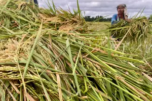 Terancam Banjir, Petani Aceh Utara Percepat Panen Padi