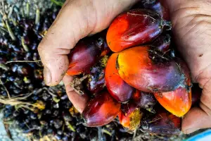 Harga TBS Sawit Aceh Periode 21 Oktober-3 November 2026, Tertinggi Rp3.510 per Kg