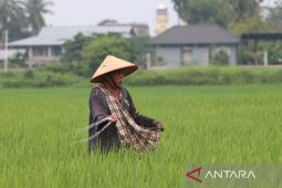 Pemulihan 57 Ribu Hektare Sawah Aceh Terdampak Bencana Berlanjut ke 2027