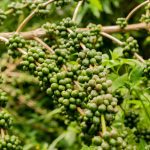 Buah kopi hijau yang masih muda tumbuh di cabang tanaman kopi di perkebunan