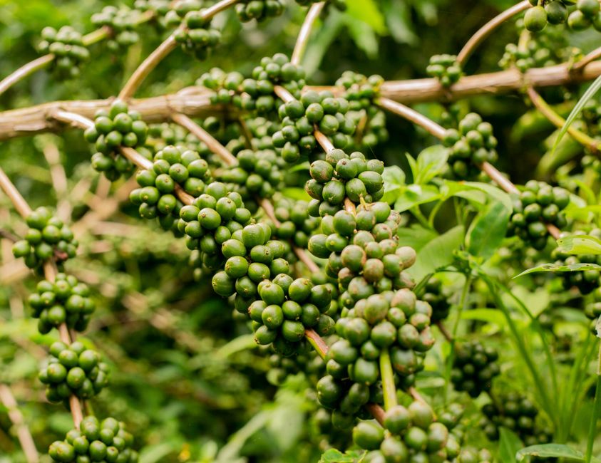 Buah kopi hijau yang masih muda tumbuh di cabang tanaman kopi di perkebunan