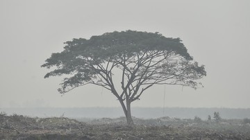 Karhutla Jambi Membaik, Titik Panas Tak Terdeteksi namun Dua Lokasi Masih Ditangani