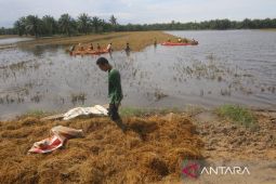 Petani Aceh Tamiang Terpaksa Panen Padi di Tengah Banjir