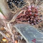 Pelantikan pengurus DPD Apkasindo Kutai Timur untuk memperjuangkan kesejahteraan petani kelapa sawit