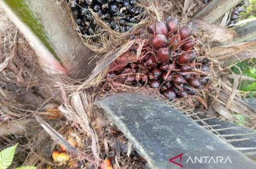Pelantikan pengurus DPD Apkasindo Kutai Timur untuk memperjuangkan kesejahteraan petani kelapa sawit