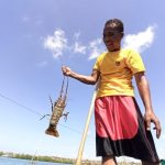 Lobster segar di atas es di pasar ikan, dengan latar pedagang dan pembeli