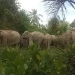 Seekor gajah liar berjalan di area perkebunan di Bener Meriah, Aceh