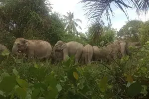 Seekor gajah liar berjalan di area perkebunan di Bener Meriah, Aceh
