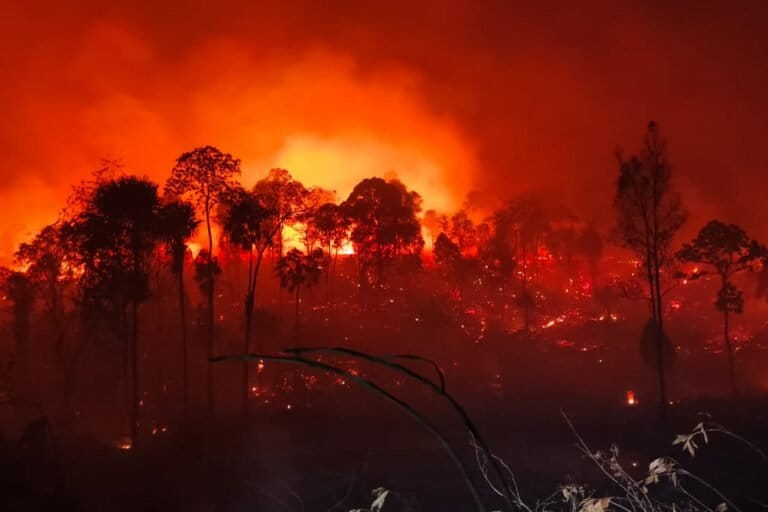 Kebakaran hutan di malam hari dengan kobaran api oranye dan asap tebal di antara pepohonan yang menghitam
