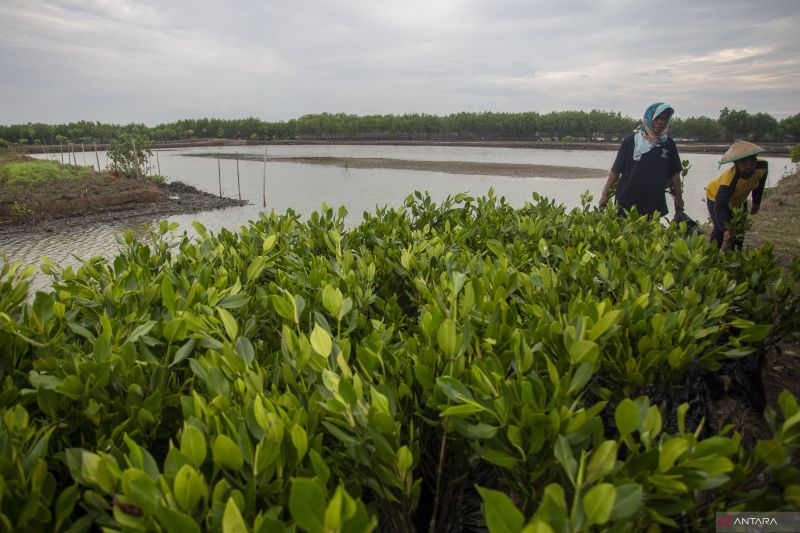 Lahan basah hijau dengan vegetasi yang sedang dipulihkan dalam program restorasi ekosistem