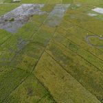 Hamparan sawah dari udara dengan sebagian petak tergenang air