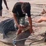 Sejumlah warga menangani seekor hiu paus yang terdampar di atas pasir pantai